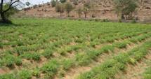 Stevia cultivation in Himachal Pradesh